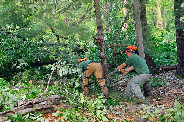 How Our Tree Care Process Works  in  Asbury Lake, FL